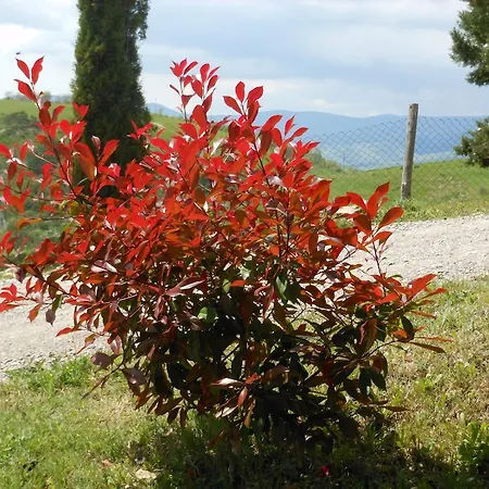 Collomici