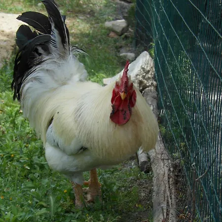 Farm stay Collomici Celle sul Rigo