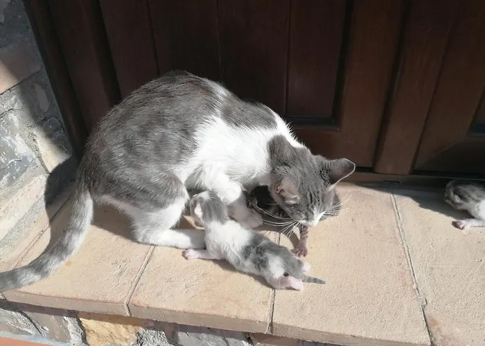 Collomici Feriegård