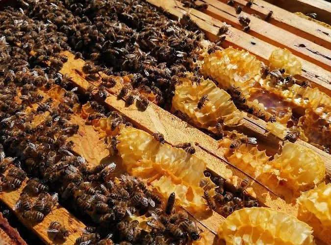 Feriegård Collomici Celle sul Rigo