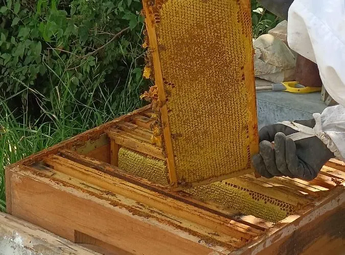 Collomici * Celle sul Rigo