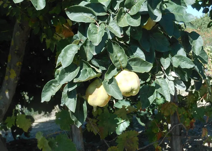 Feriegård Collomici Celle sul Rigo