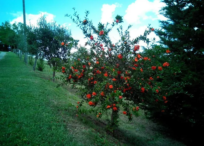 Collomici Feriegård *