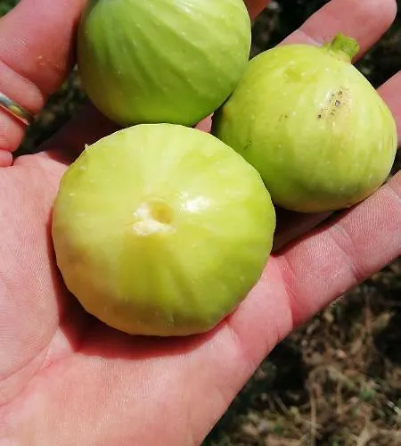 Collomici Feriegård