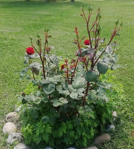 Collomici Celle sul Rigo