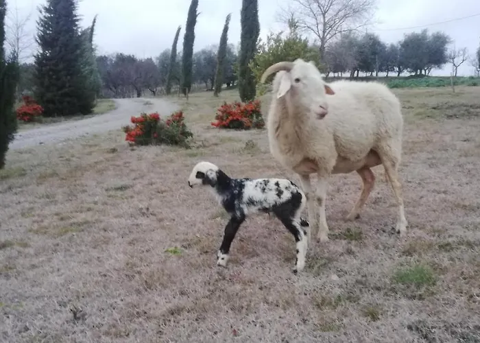 Collomici Feriegård *